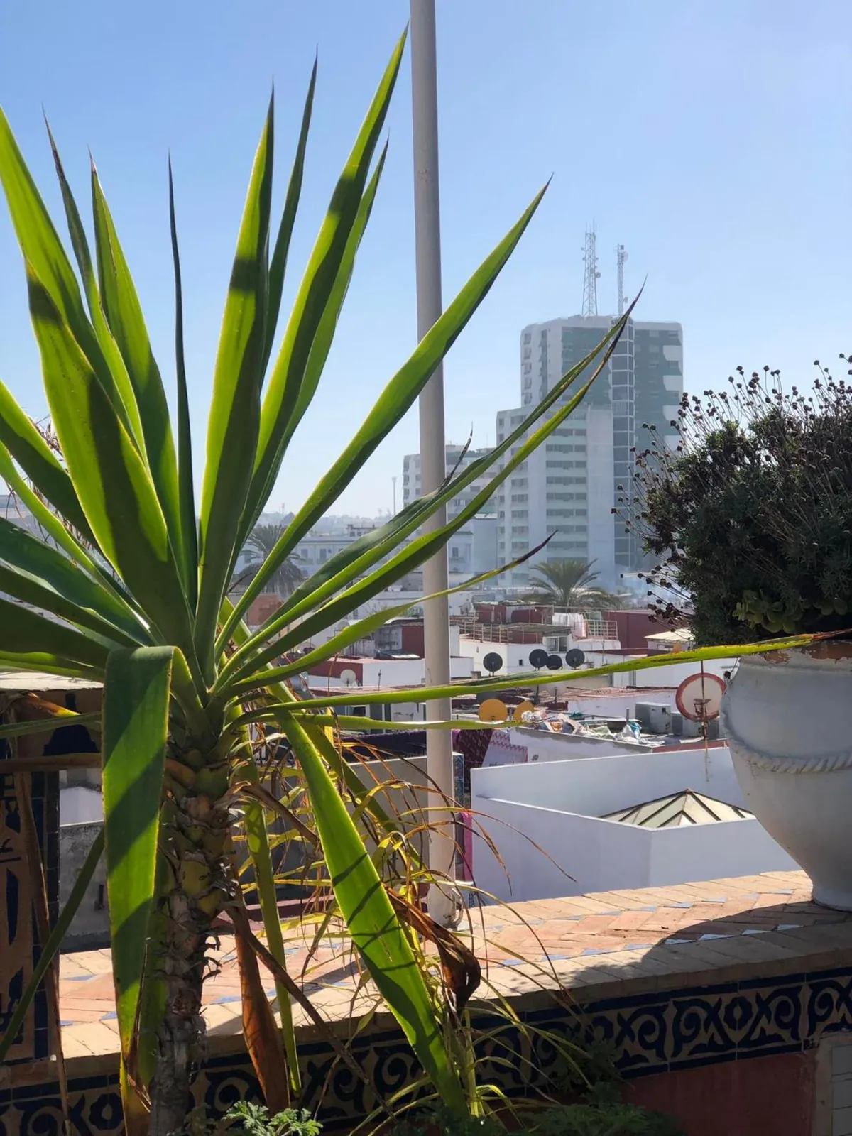 Un palmier sur la terrasse, et la ville derrière