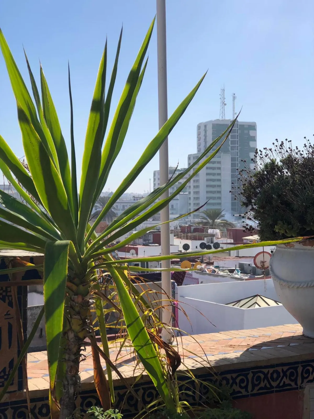 Un palmier sur la terrasse, au soleil